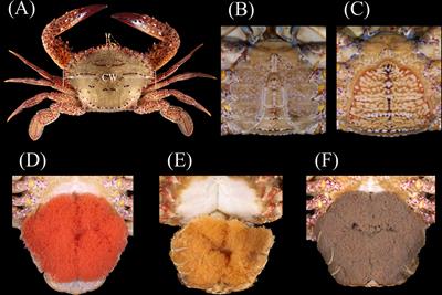 Population structure and reproductive dynamics of the ridged swimming crab Charybdis natator in the southern Taiwan Strait of China: significant changes within 25 years